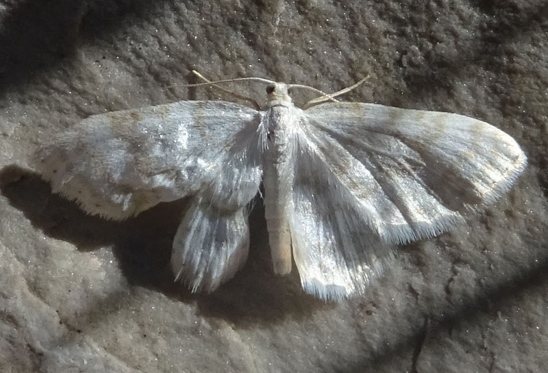 Cfr. Scopula immutata - Geometridae